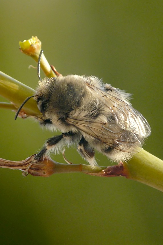 maschio di Anthophora sp.  (Apidae Anthophorinae)